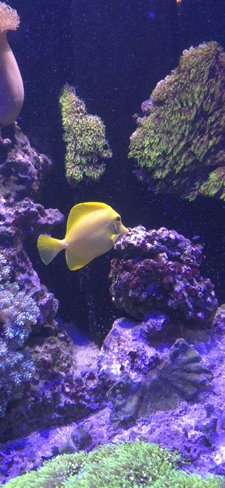 Pokolec Zebrasoma flavescens