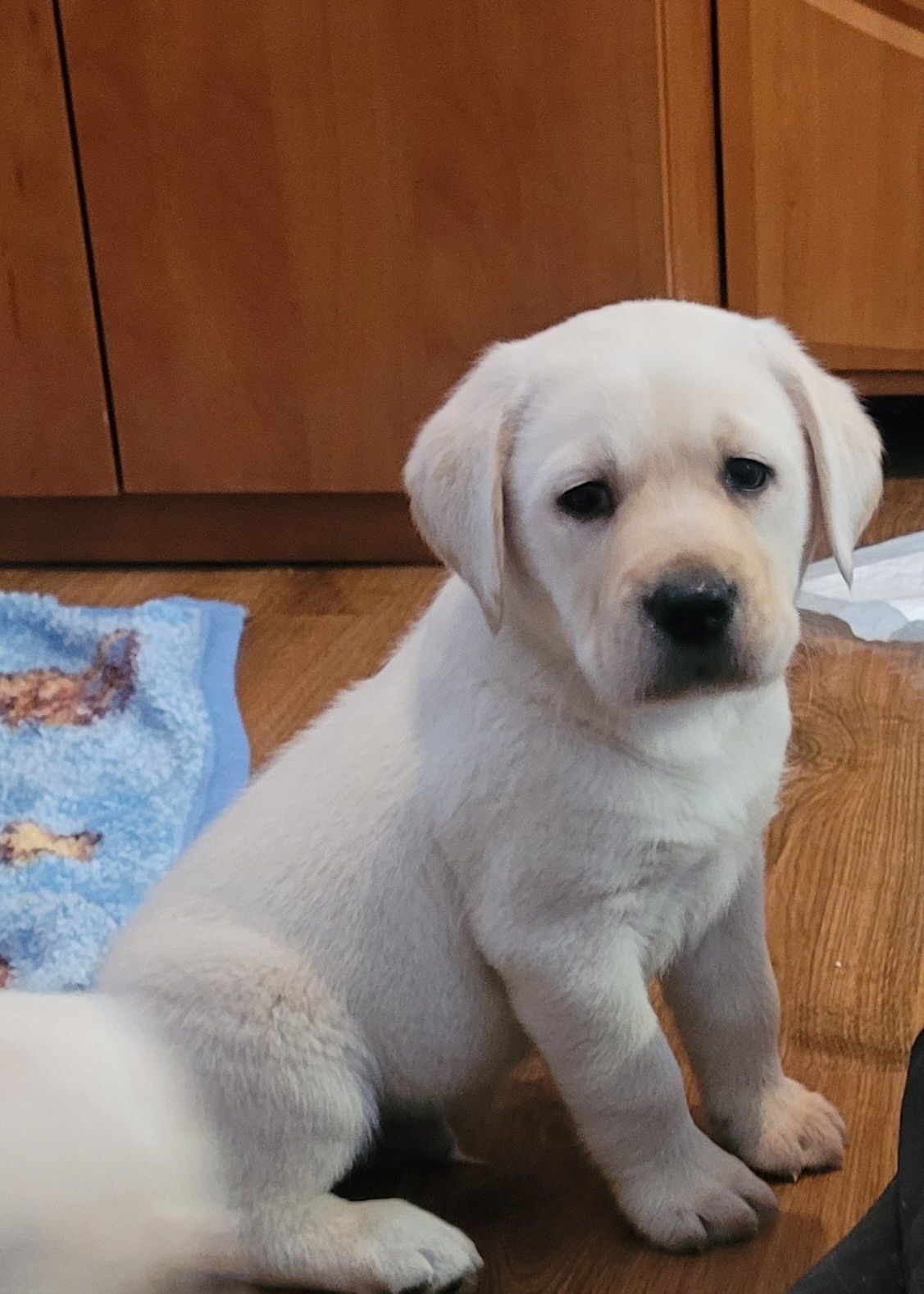 Labrador retriever RODZICE  FCI