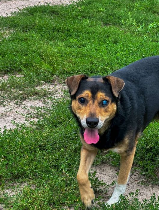 Oddam za darmo- Dzielny Kobiś czeka na dom ( Adopcja))