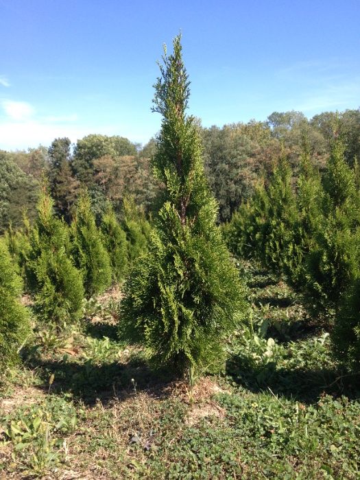 Tuja thuja szmaragd 150 - 160 cm Megaokazja!!