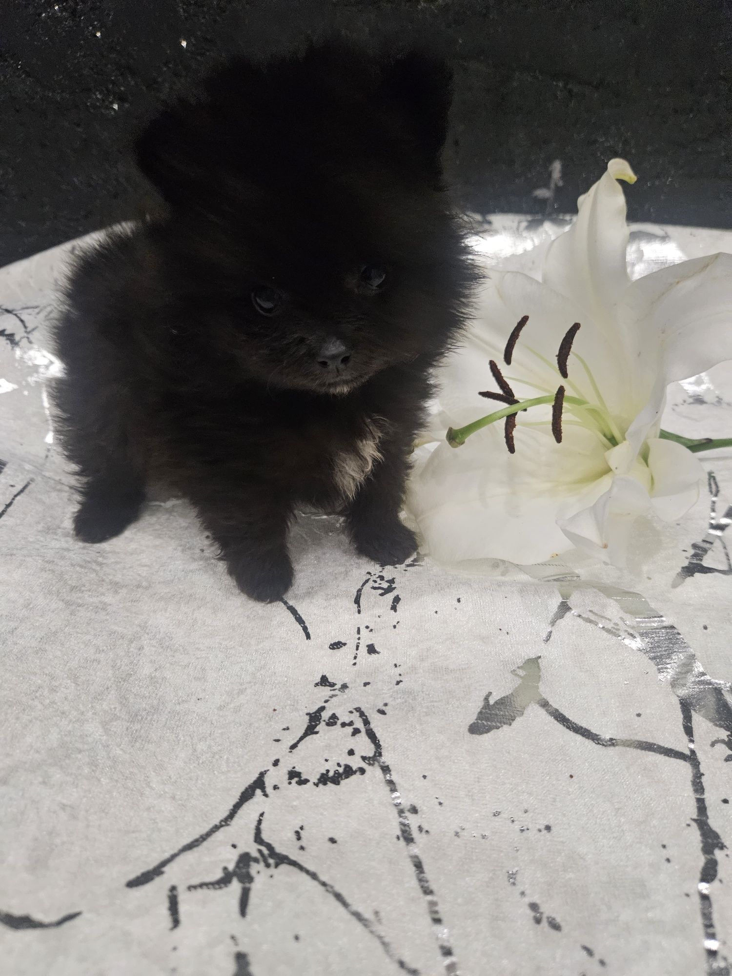 Pomeranian tyci czarna suczka