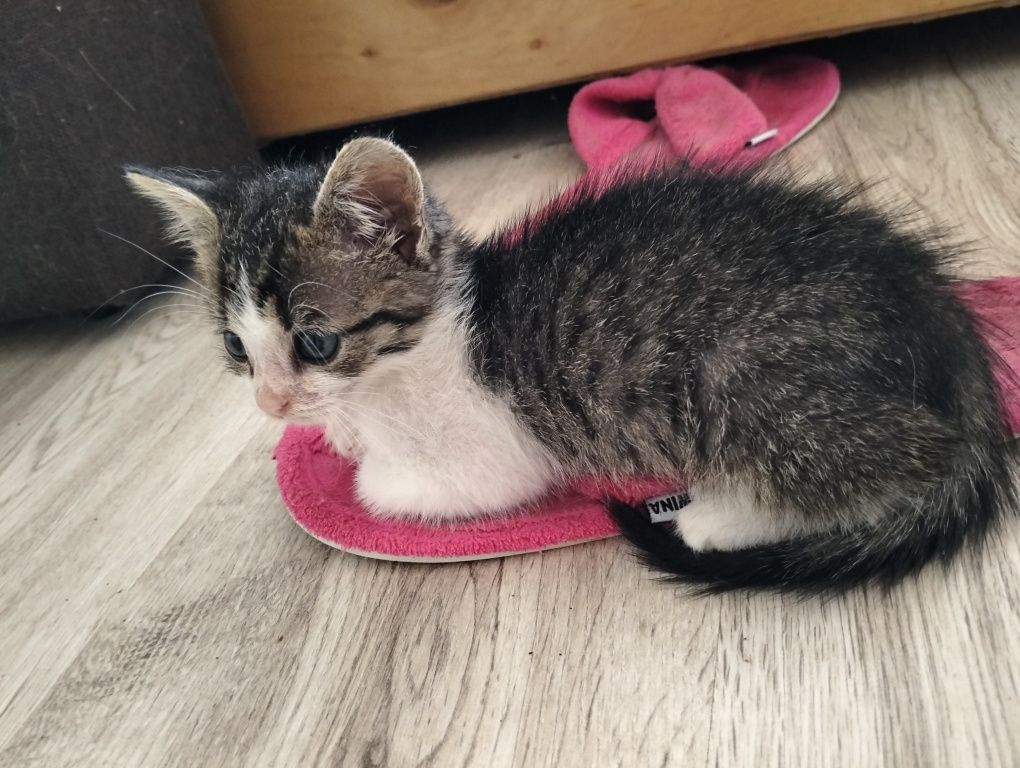 Віддам гарненьке кошеня