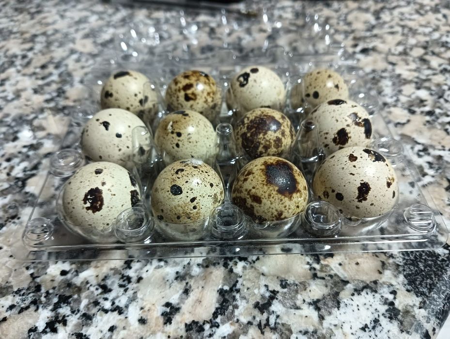 Ovos para incubação