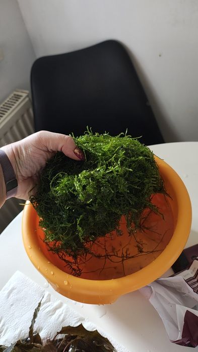 Mech duża Kępa i jedna mniejsza