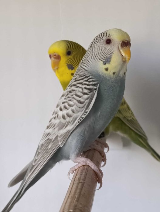 Piriquitos Autralianos Campeões