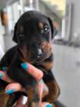 Bebes Dobermann precisam de um novo lar