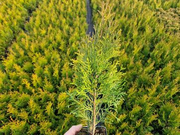 Tuja szmaragd thuja p9 wys. 30-40 cm wiosna 2024 świetokrzyskie