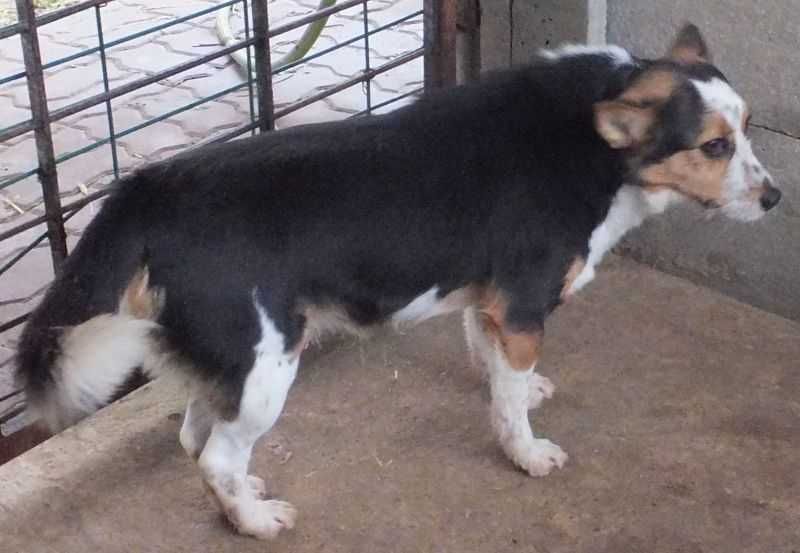 LINORKA suczka nieduża do adopcji