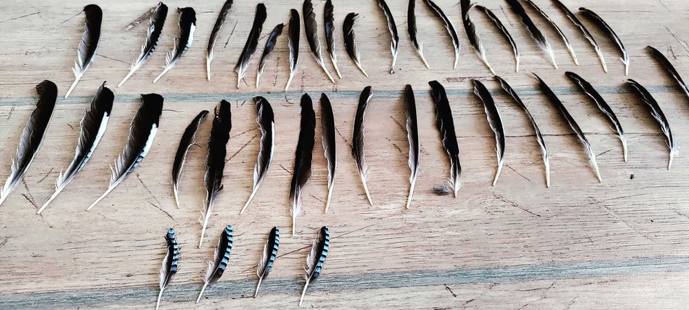 Pióra sójki, ozdne, lotki, sterówki 40 sztuk. Bardzo ładne.