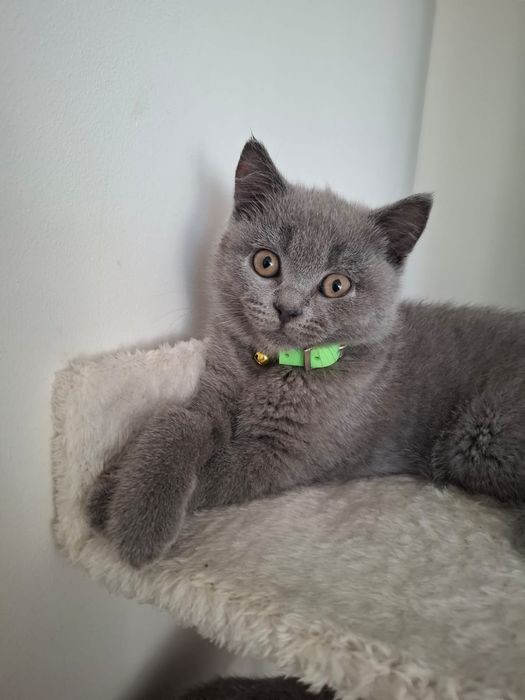 Kot Brytyjski niebieski krótkowłosy