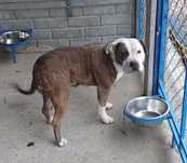 Pilna adopcja suni w typ.rasy porzucona, niechciana czy bedzie kochana