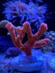 Frag Montipora Setosa