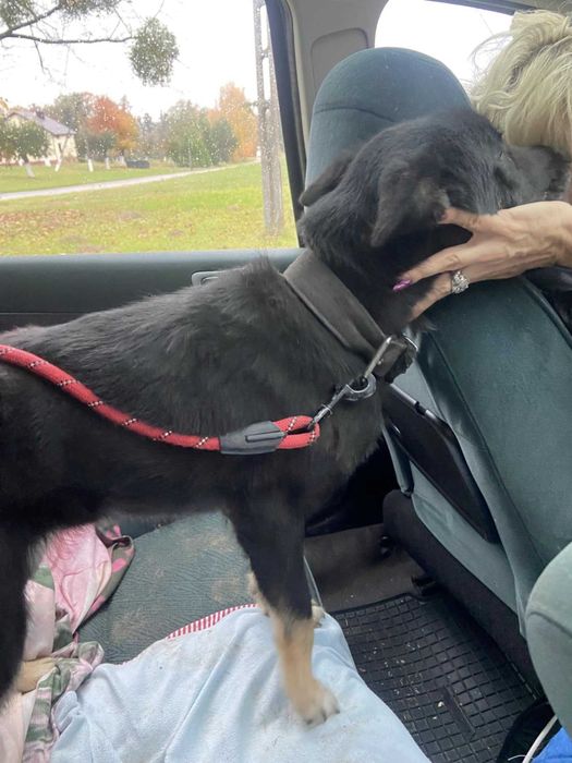 Lusia- piękna sunia szuka domu.