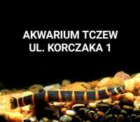 Piskorek Akwarium Tczew ul Korczaka 1