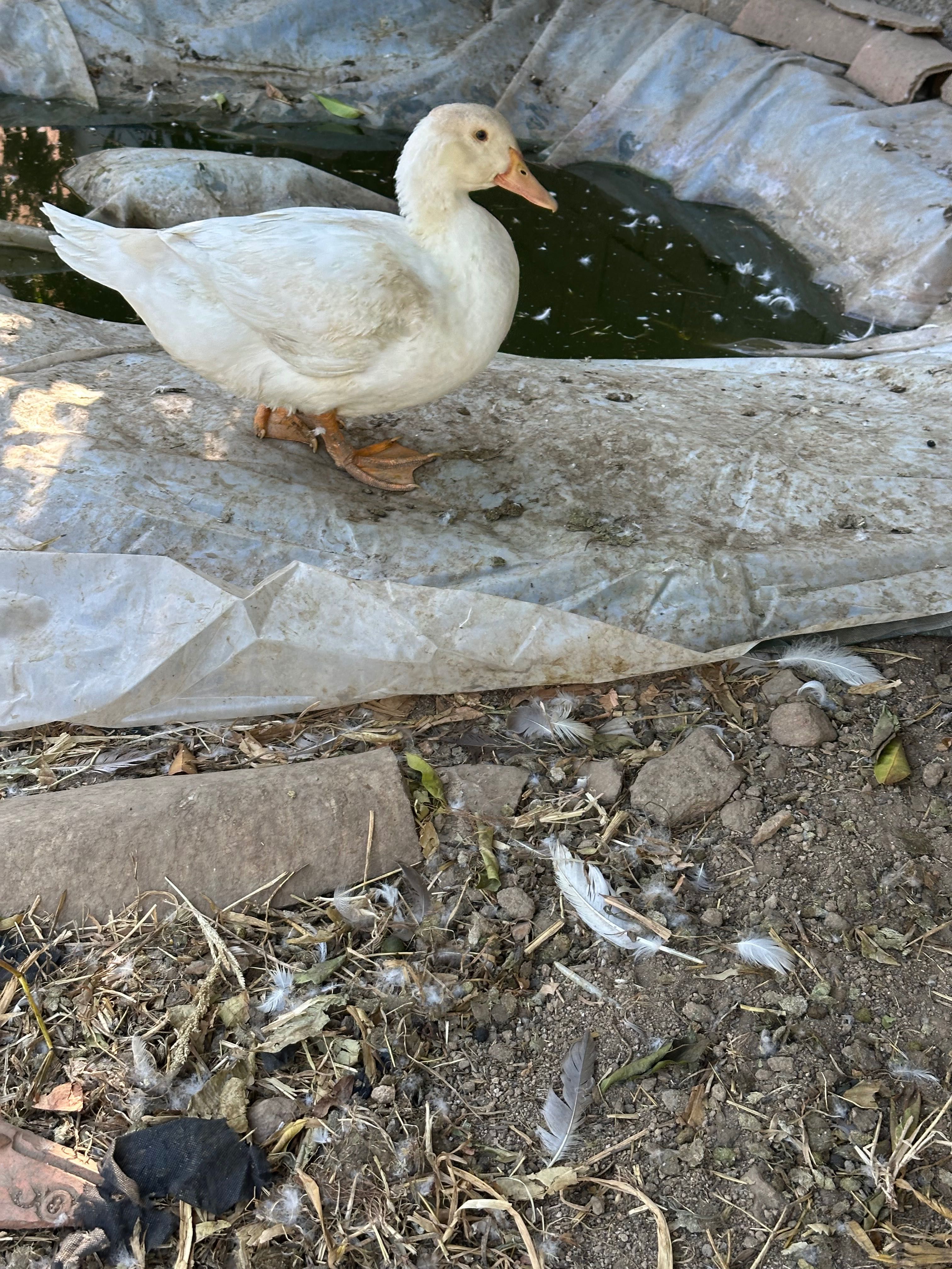 Patos Pequim de carne