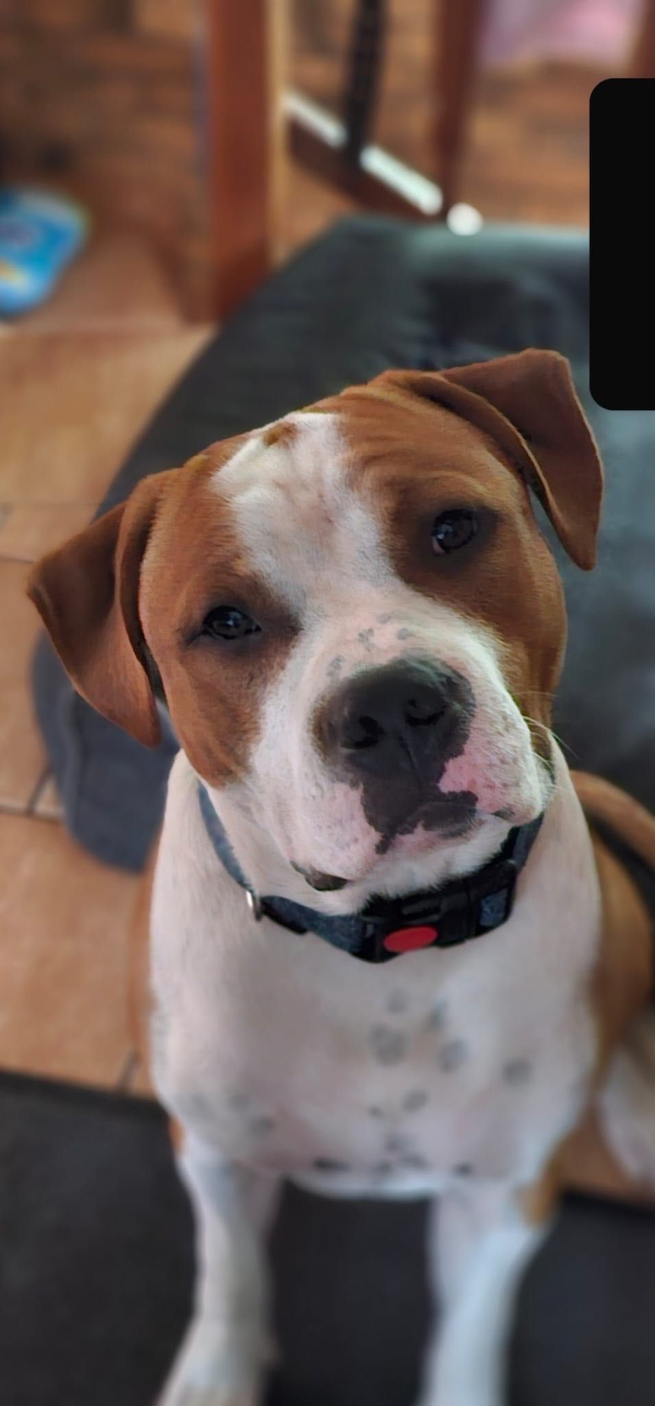 Amstaff FCI - szczeniak 10 miesiecy