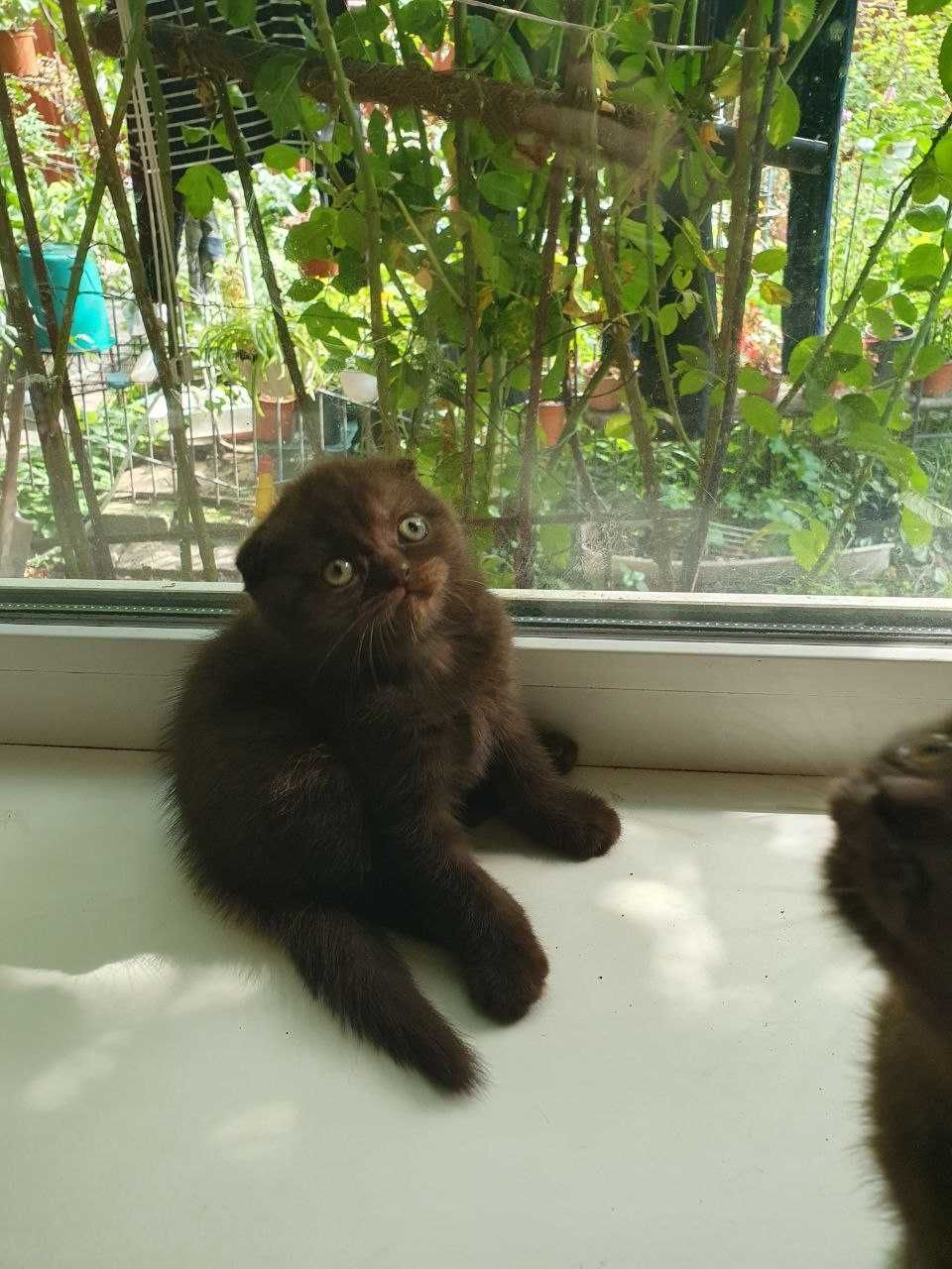 Шотландские вислоухие котята