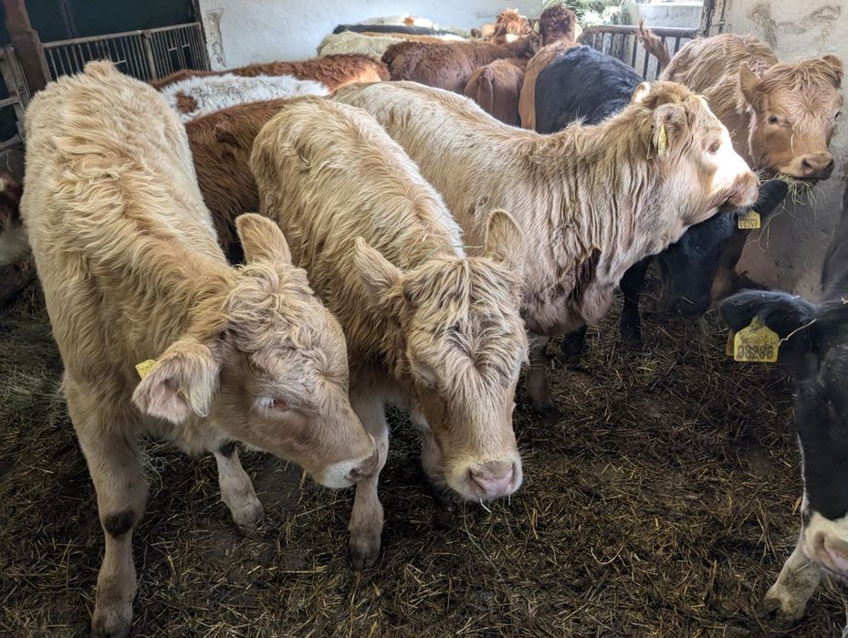 Sprzedam odsadki jałówki 40 sztuk polskie