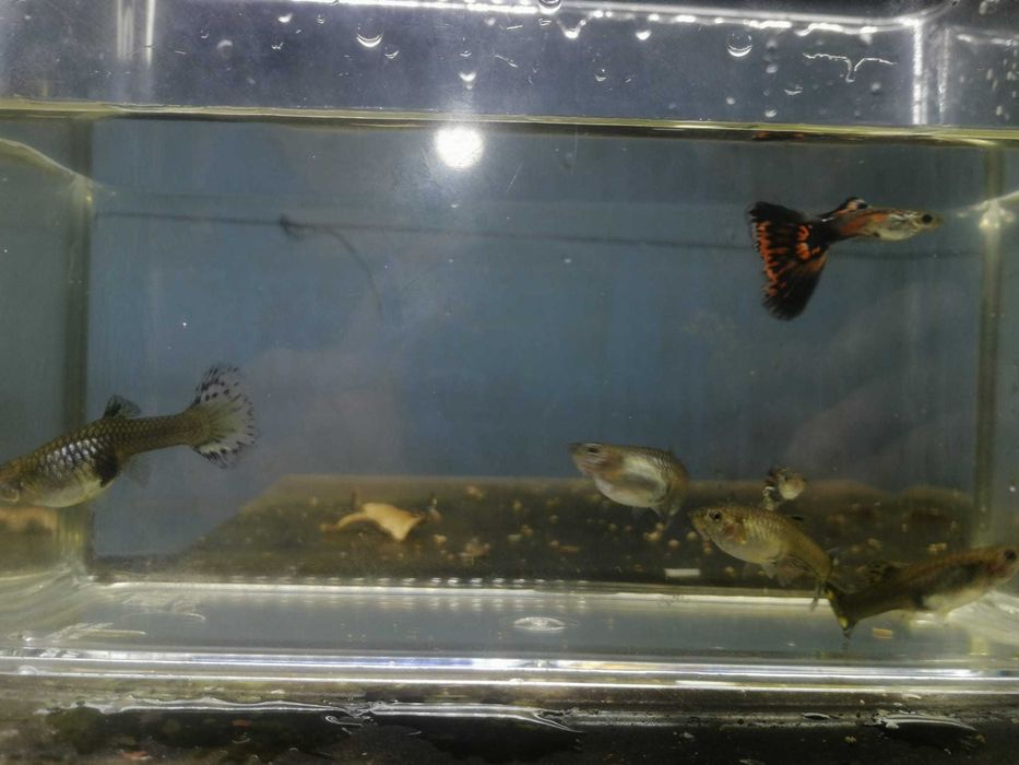 Guppy  2 Machos e 4 Fêmeas  5€