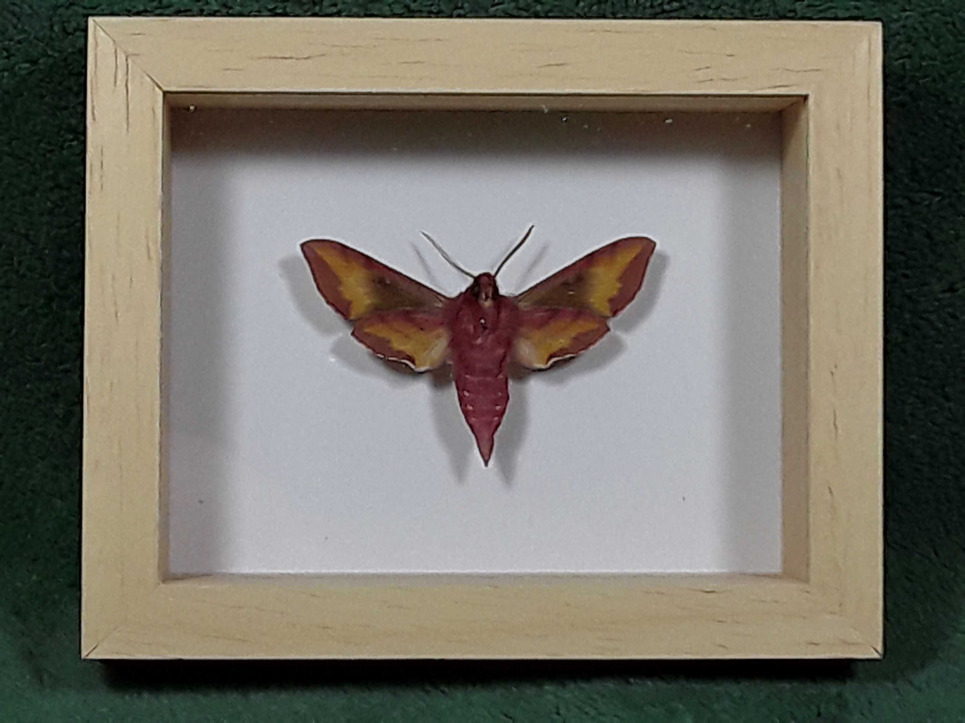 Motyl w ramce 10x8 cm . Zmrocznik pazik - Różowa ćma polska 45 mm