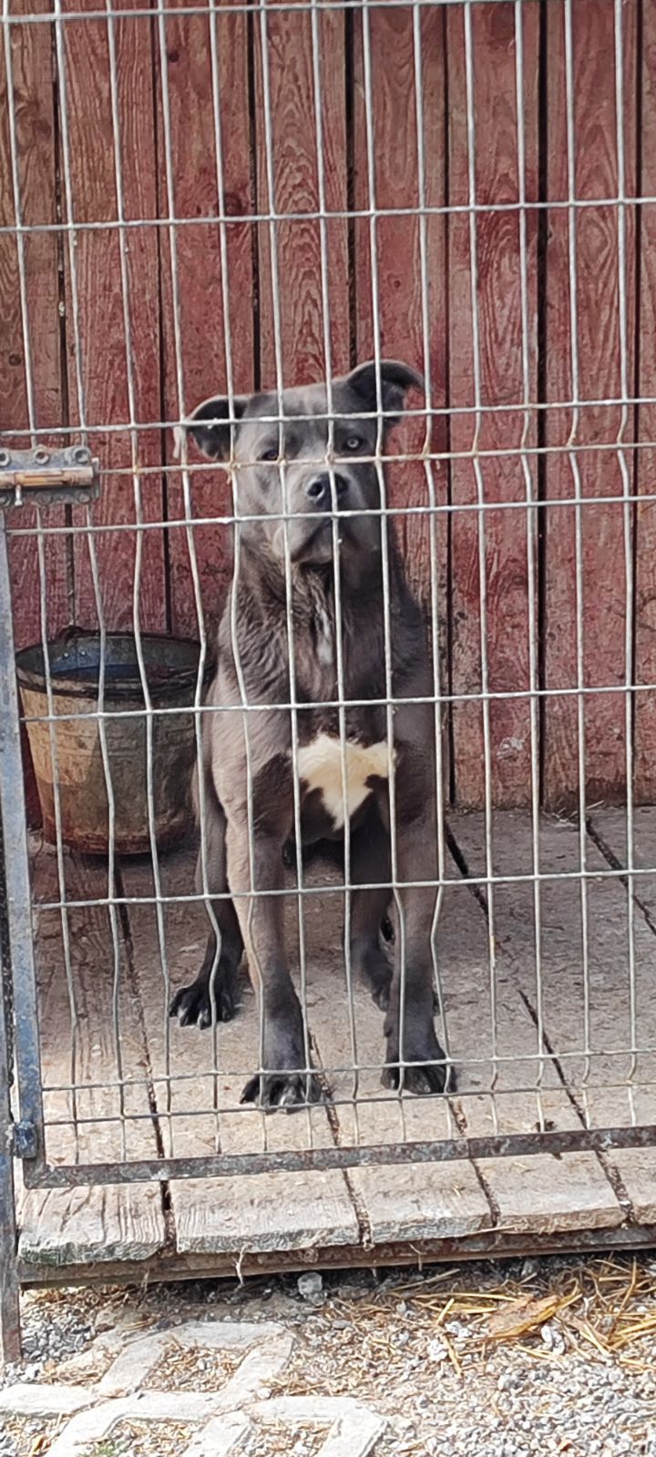 Cane corso -pies