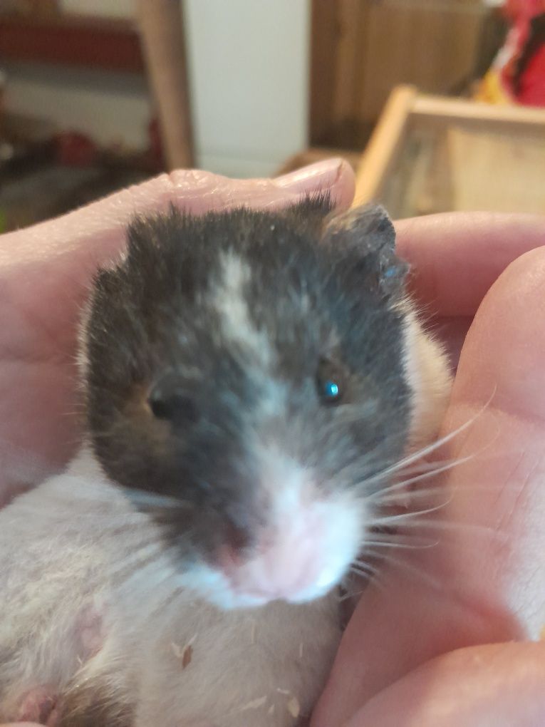 Chomiki syryjskie