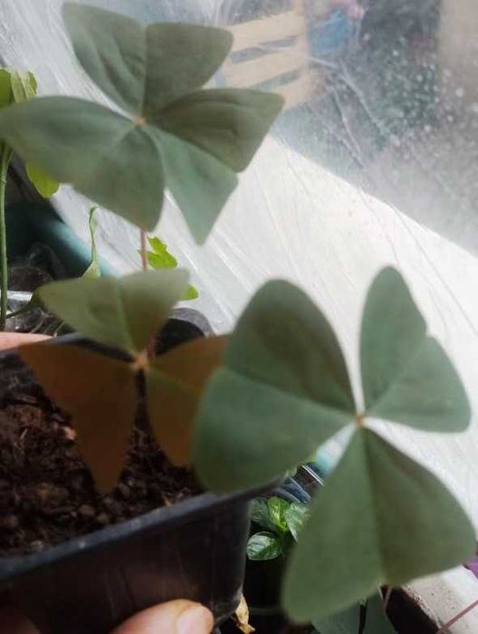 Кислица(оксалис) Атропурпурея фіолетова