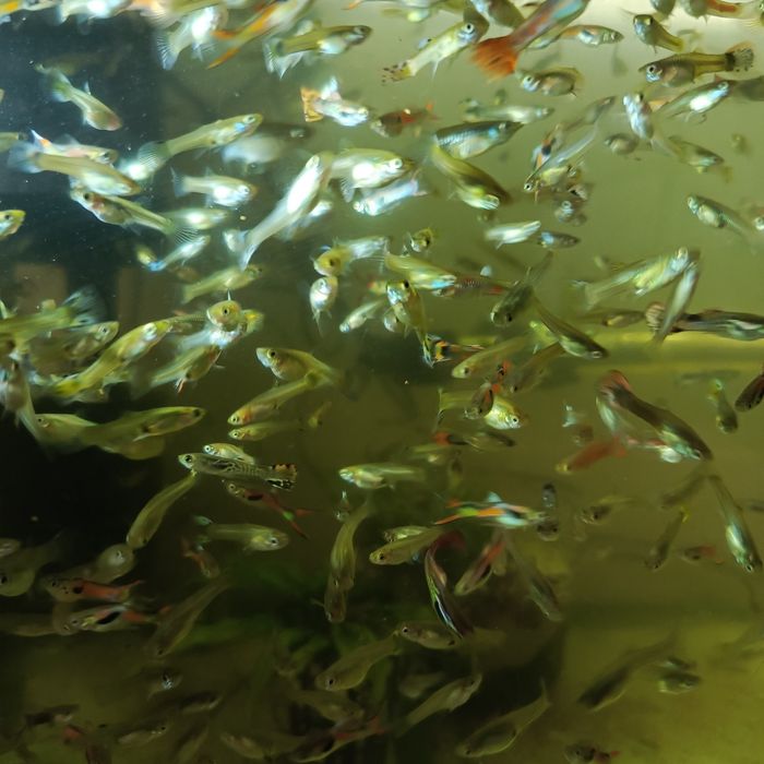 Sprzedam gupiki wybarwione