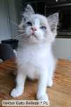 Ragdoll Hektor Gato Belleza* PL