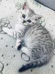 Шотландські кошенята / Scottish fold/ Scottish straight