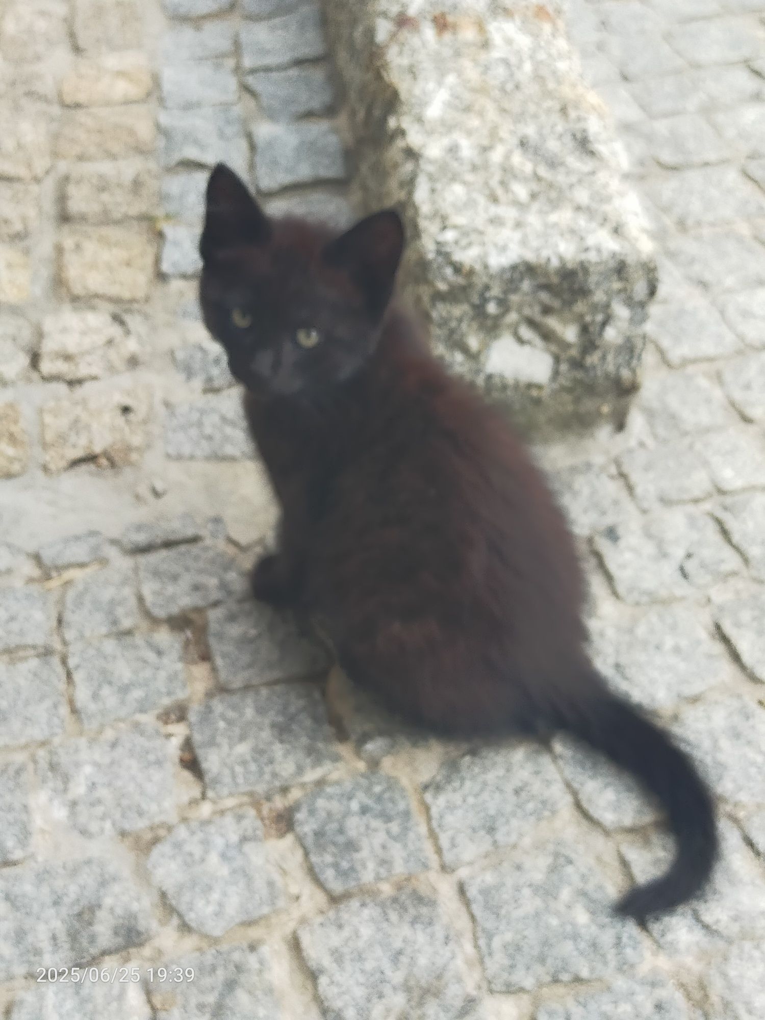 Dois gatinhos para adoção