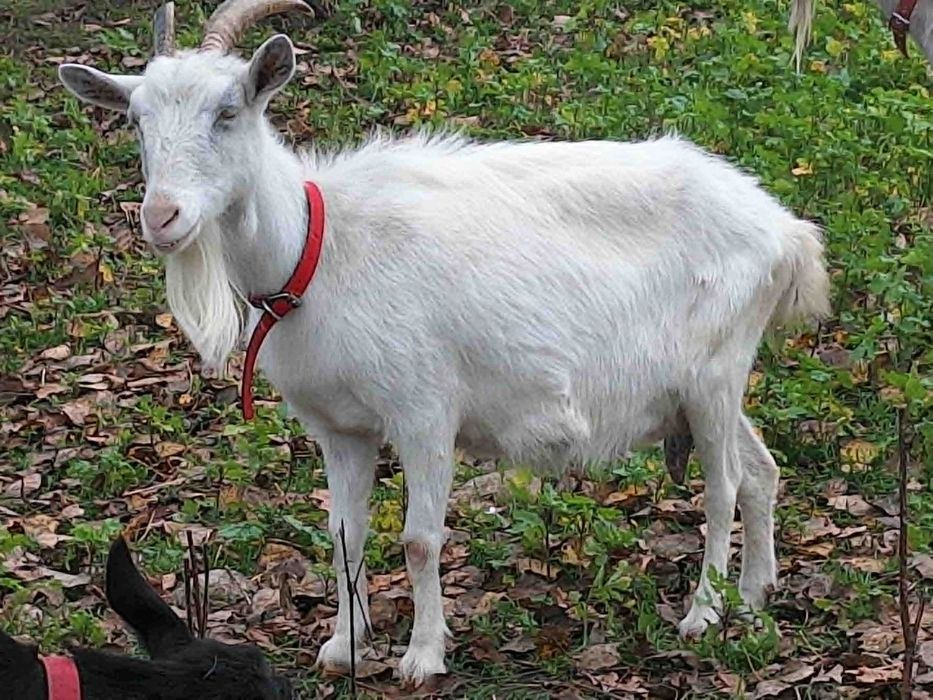 Kozy  - biała ,  czarna mleczna 1,5L  , beżowa 1,5L i ośmiomiesięczna