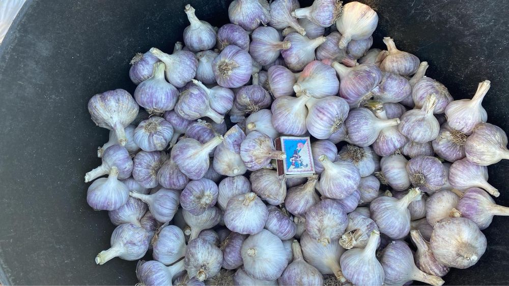 Часник зимовий продам