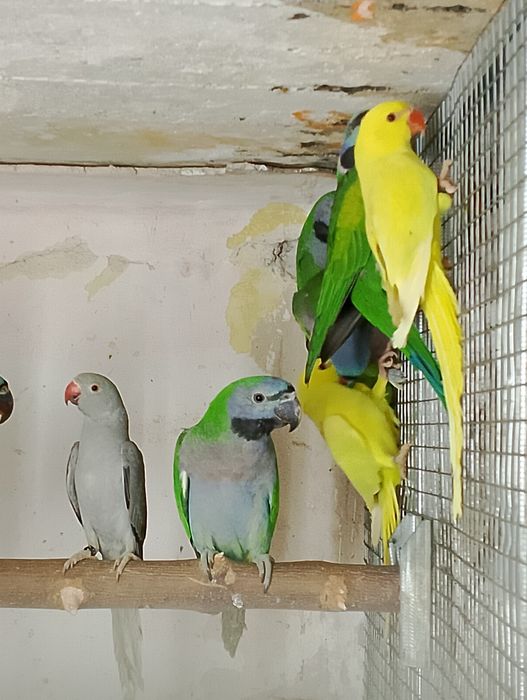 Aleksandretty obrożne