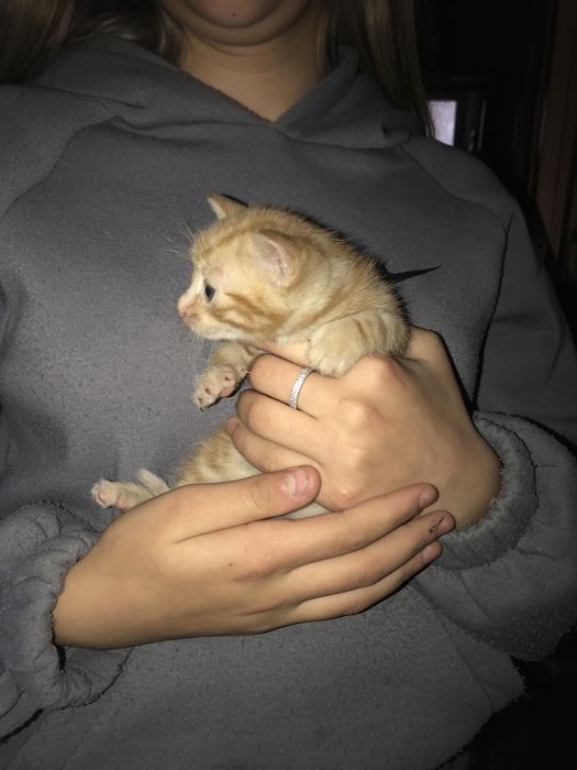 Відаємо кошенят БЕЗКОШТОВНО 4-рьох