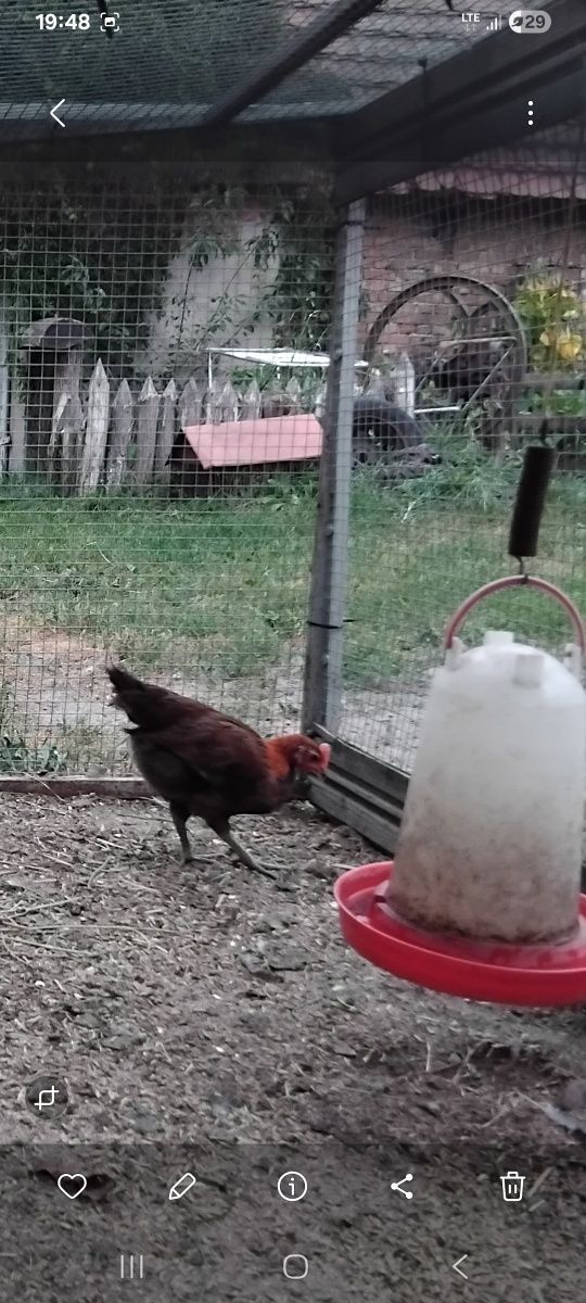 Kogut zielononóżki kuropatwowej
