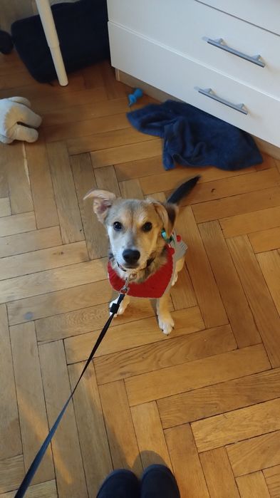 Oddam pieska w dobre ręce