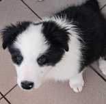 Szczenię Border Collie Kutno