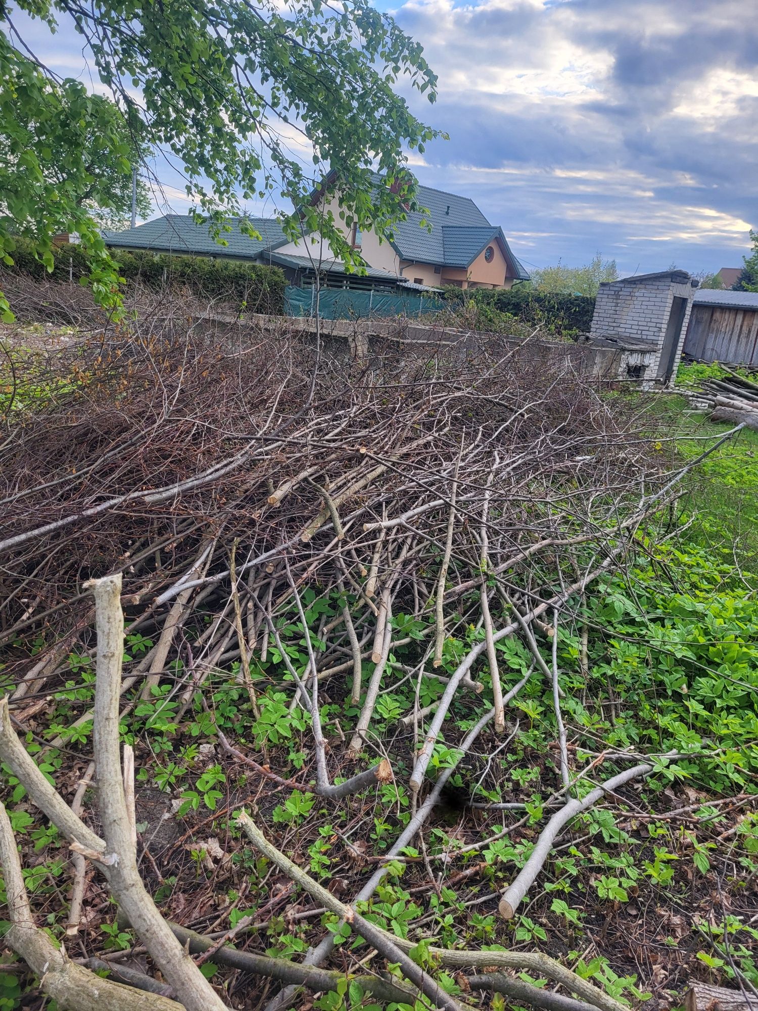 Oddam za darmo !! gałęzie patyki krzaki ścięte