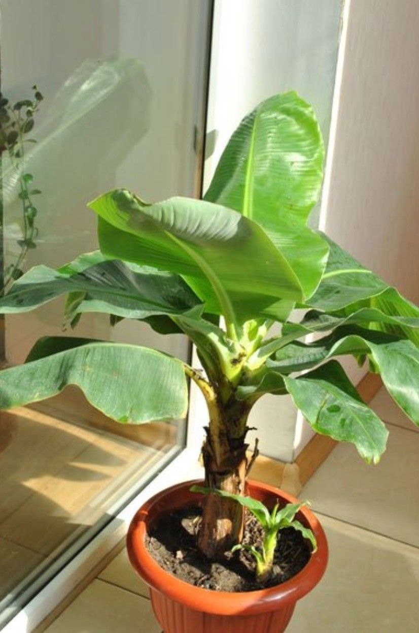 Банан растение отросток киевский комнатный