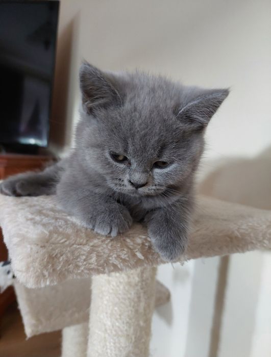 Kot brytyjski krótkowłosy