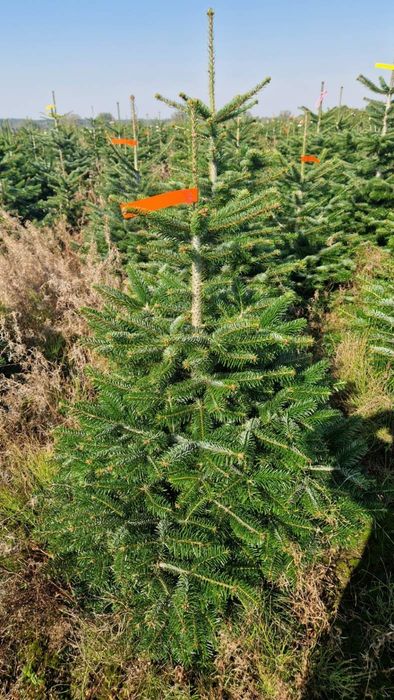 Jodła kaukaska w donicy