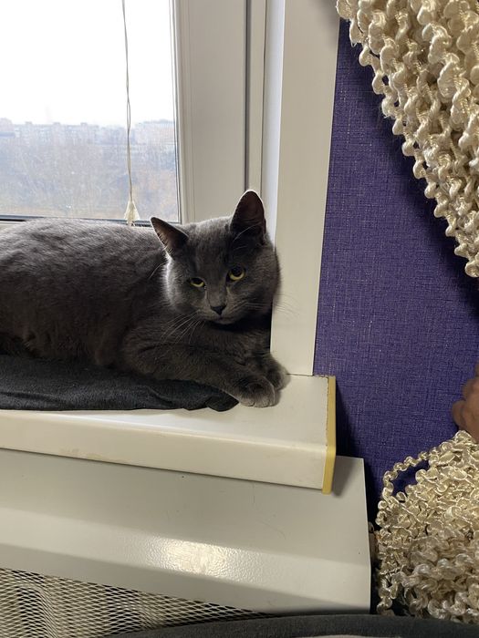 Віддам котенят в добрі руки.