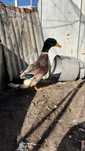 Patos Rouen e outras aves