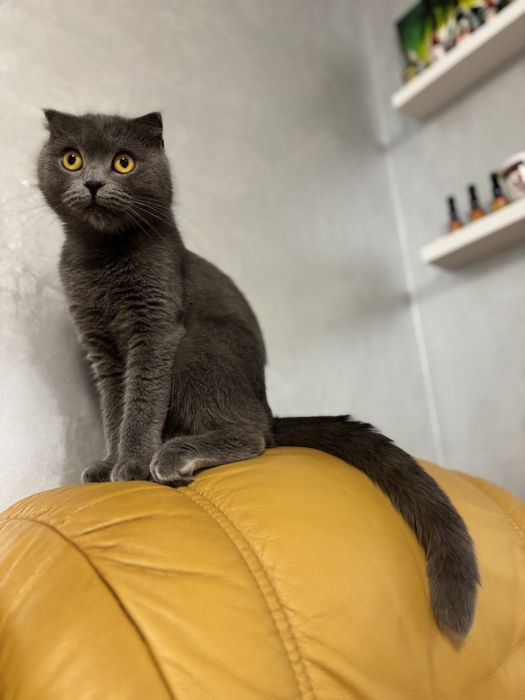 Шотландські котики, киця, висловухі, котики