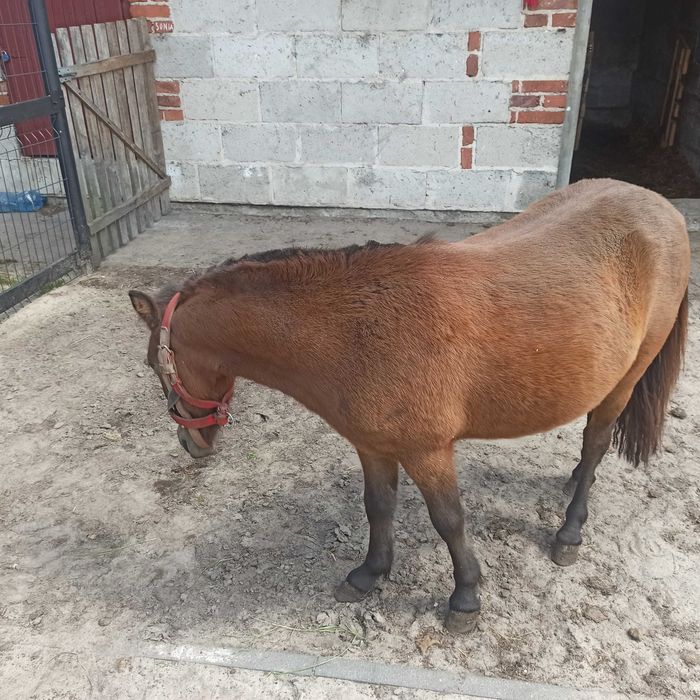 Kuc  5 miesięcy bardzo ładna Klaczka Paszport