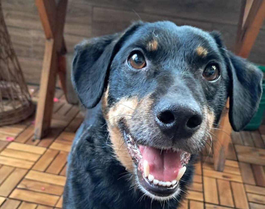 Młodziutki, wesoły, przyjazny Oluś czeka na domek. Adopcja!