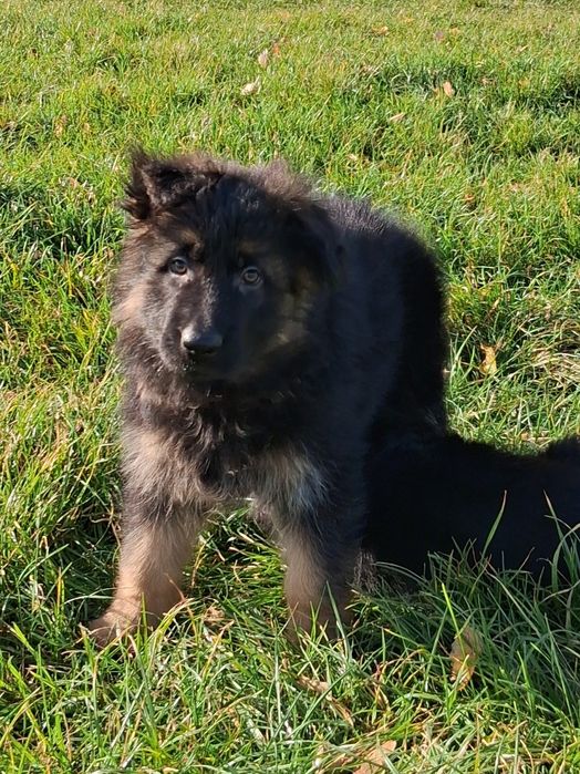 Owczarek niemiecki długowłosy śliczne szczenięta