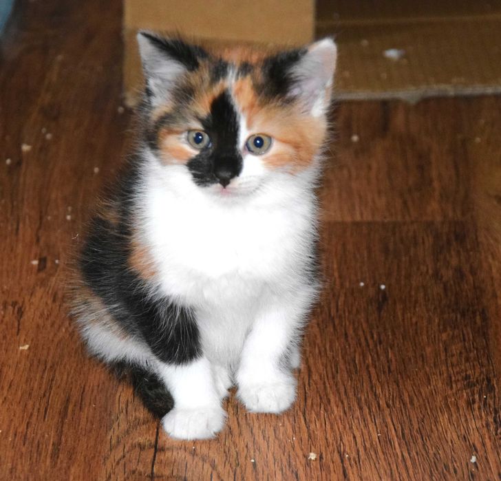 Cudne, kochane, bezdomne rodzeństwo kociąt szuka domków