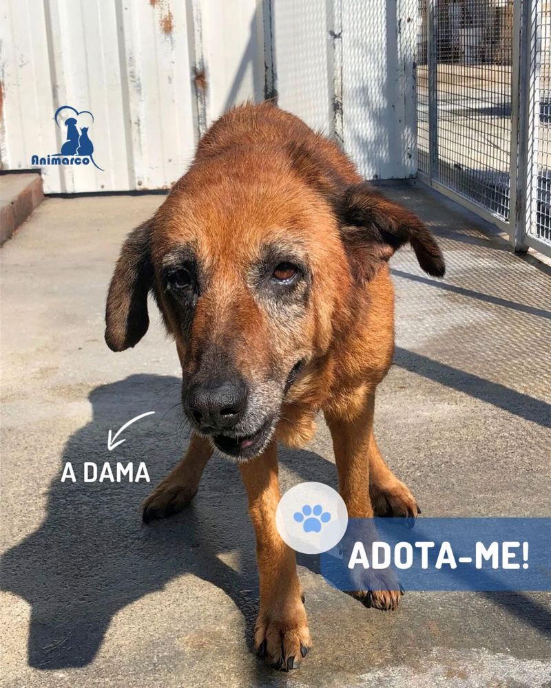 Dama - cadela senior porte medio grande